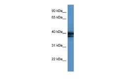 hnRNP AB Antibody, Novus Biologicals 100 &mu;L; Unconjugated:Antibodies,